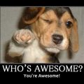 awesome-dog.jpg
