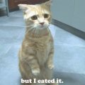cookie.jpg